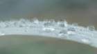 USA, Washington State, Seabeck. Raindrops on beach grass close-up. Coastal Print